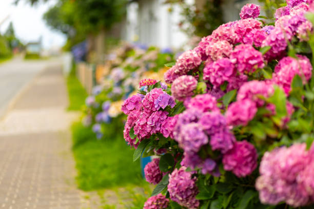istock Vibrant hydrangea flowers blooming along a peaceful sidewalk in springtime, enhancing the neighborhood's charm and natural beauty 2182339400