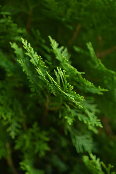 istock background green juniper branches texture ripe blue berries close-up gradient turquoise color fragrant spice in nature 2182341109