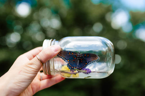 Hand holding butterfly in a jar in Nashville, Tennessee, United States