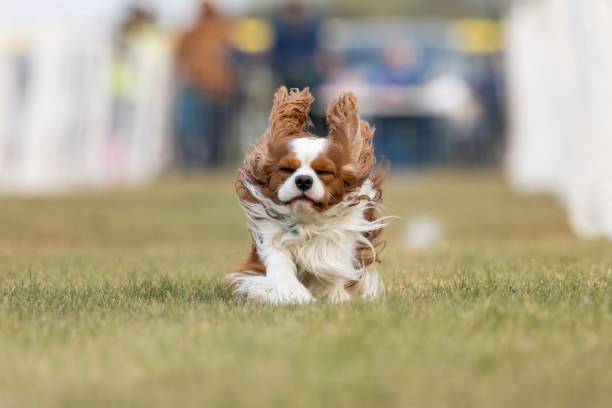 istock Cavalier King Charles Spaniel Running Lure Course Sprint Dog Sport 2182342496