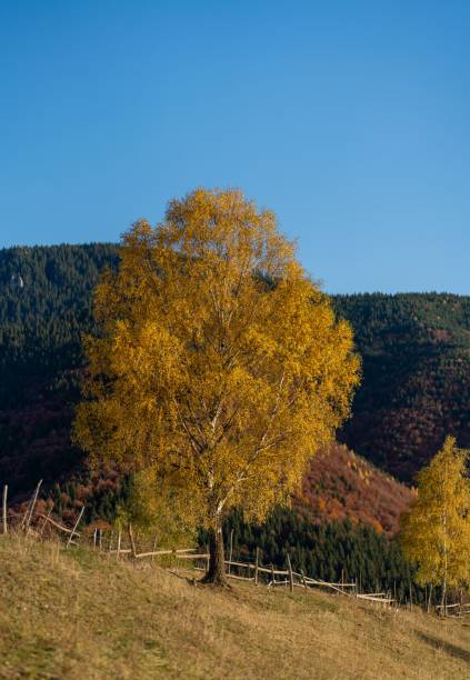 A vibrant autumn landscape with a golden tree on a hillside against a clear blue sky.