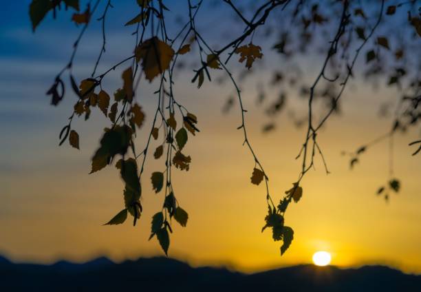 Silhouette of leaves against a vibrant sunset sky with distant mountains, capturing the essence of a serene evening.