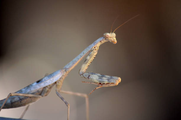 Close up of Preying mantis