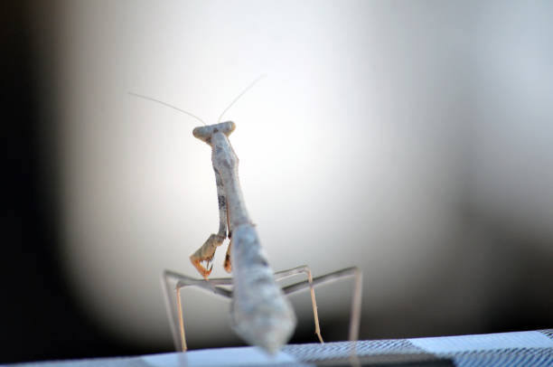Biologist analyzing and playing with a praying mantis