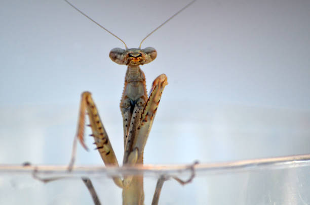Close up of Preying mantis