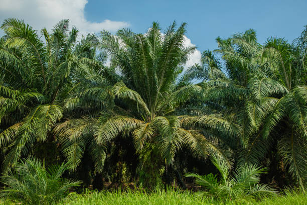 istock palm tree alley way along roads 2182348272