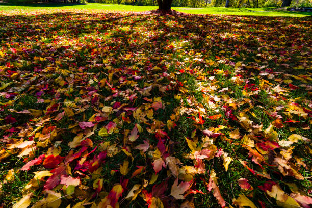 Autumn Leaves Fallen on Green Grass in Park - Vivid reds, yellows and oranges contrasting with green colors in park with Maple and other trees. Low angle from ground level emphasizing foreground.
