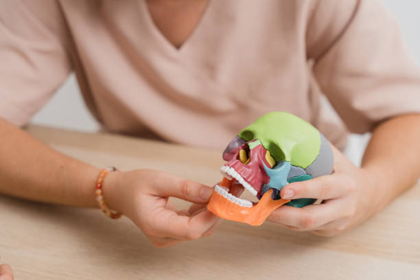 istock Physiotherapist showing anatomical skull model to patient 2182351116