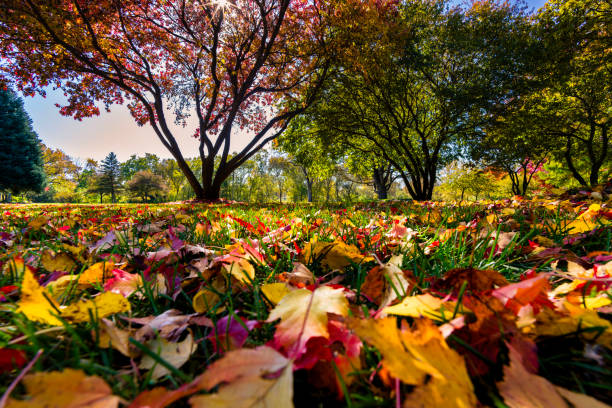 Autumn forest landscape at a park outdoors. Fall season park with many leaves and trees covered with grass against blue sky background. Warm vibrant orange color, and green leaves in a city parkland outdoors. Nature background. Lush colors of foliage