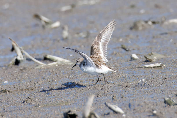 istock Red-necked Stint in the mud field. 2182351665