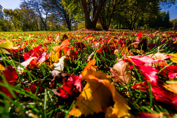 Autumn Leaves Fallen on Green Grass in Park - Vivid reds, yellows and oranges contrasting with green colors in park with Maple and other trees. Low angle from ground level emphasizing foreground.