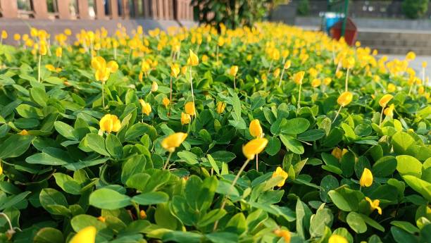 istock Yellow colorfull flower 2182351798