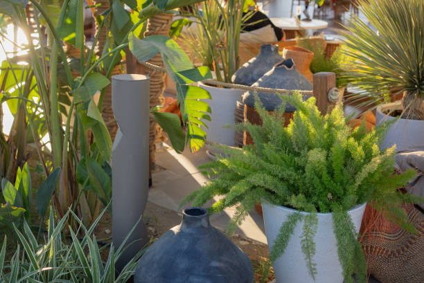 Tropical plants grown in pots or containers. Beautiful natural home decorations. Interior design
