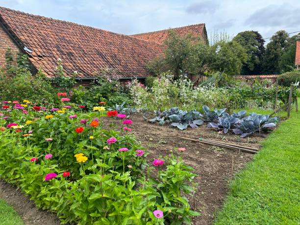 istock Vegetable garden with cabbage and farming tools 2182354461