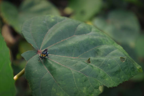 Insects are one of the animal families that has many categories. We can find them easily in our everyday life.