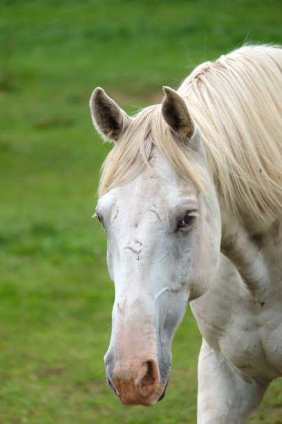 White horse from Camargue in the south of France. Horses raised in freedom in the middle of the Camargue bulls in the ponds of Camargue. Trained to be ridden by guardians.