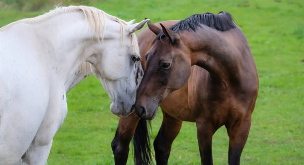 istock Lusitano and Austrian Warmblood Horses 2182359494