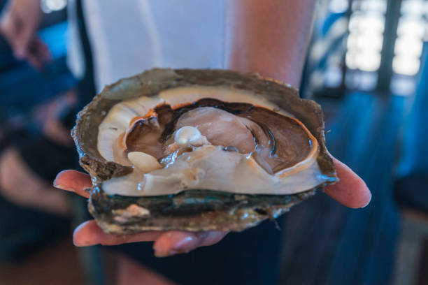 istock Discovering the ocean's treasures while indulging in unique cuisine in Broome, WA 2182360387
