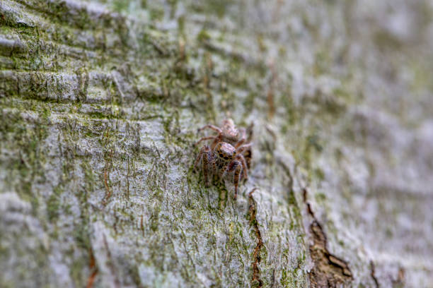 A dendryphantus jumping spider cleverly camouflaged against a beech tree in an Ontario Provincial Park.