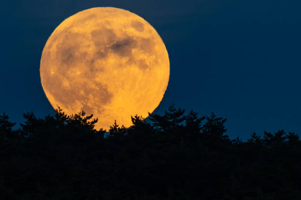 istock Big golden Super Full Moon rise behind forest 2182363383