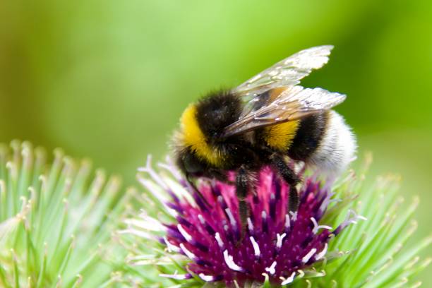 istock A bumblebee collecting nectar, honey and pollen 2182366016