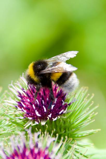 istock A bumblebee collecting nectar, honey and pollen 2182366023
