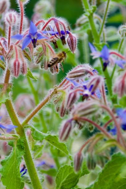 istock A honey bee approaches a blooming violet borage blossom 2182366249