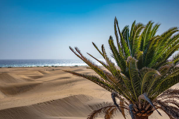 istock Desert Landscape with Palm Tree in Gran Canaria 2182369374