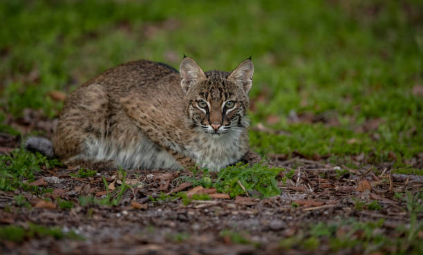 istock Bobcat in Southern Florida 2182371291