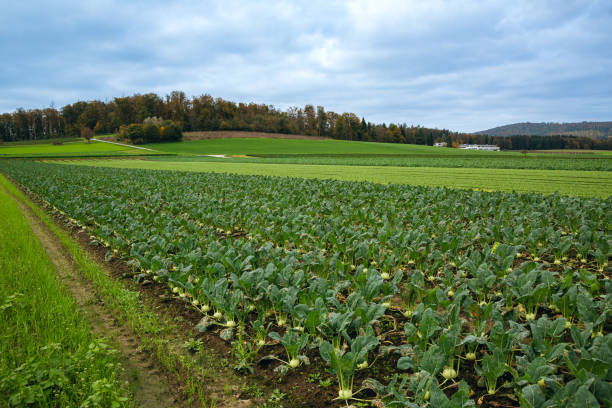 Big vegetable and herb garden.