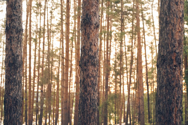 View of the beautiful summer coniferous forest with copy space. Tall brown pine trunks at sunset, sunrise.