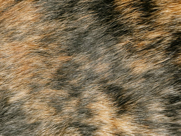 istock cat hairs skin brown and black color background 2182379331