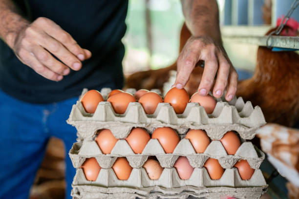 istock Close-up on a farmer collecting eggs at a poultry farm 2182379519