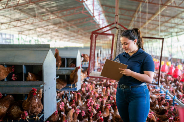 istock Woman taking inventory of chickens while working at a poultry farm 2182379528