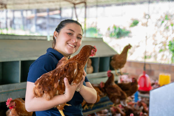 istock Veterinarian holding a chicken while working at a poultry farm 2182379531