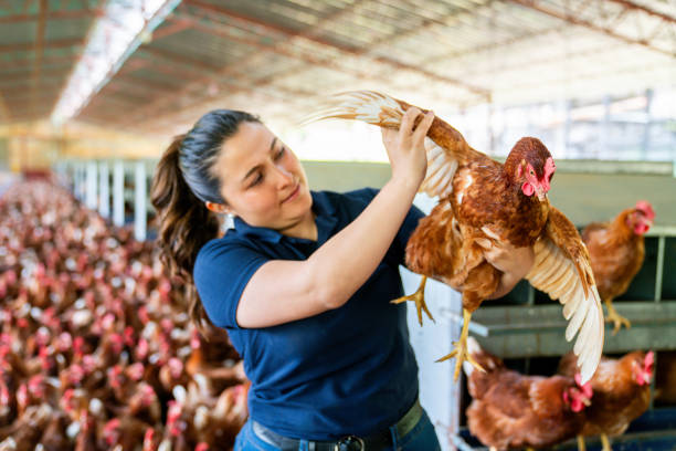 istock Veterinarian examining a chicken at a poultry farm 2182379546