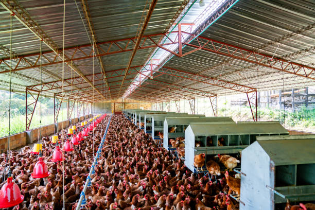 Large group of laying egg chickens at a poultry farm â food industry concepts