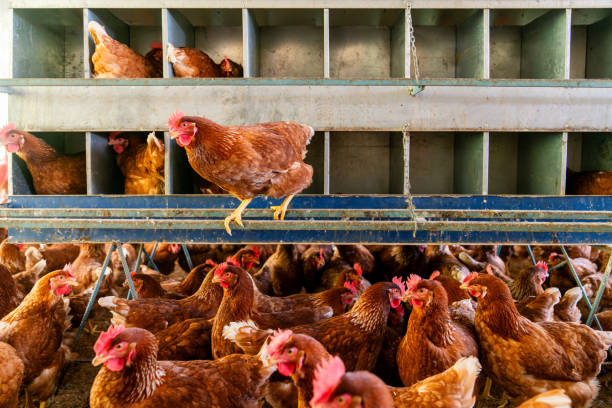 istock Beautiful brown chickens at a poultry farm 2182379549
