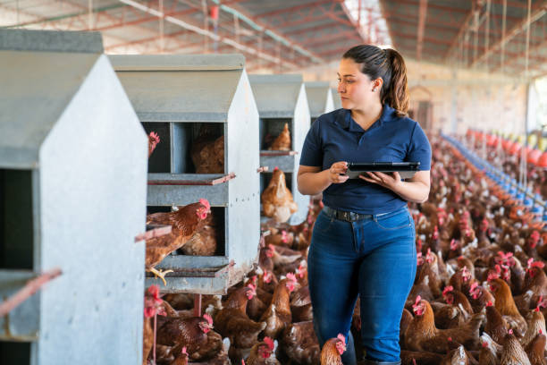 istock Farm worker working at a poultry farm using a digital tablet 2182380067