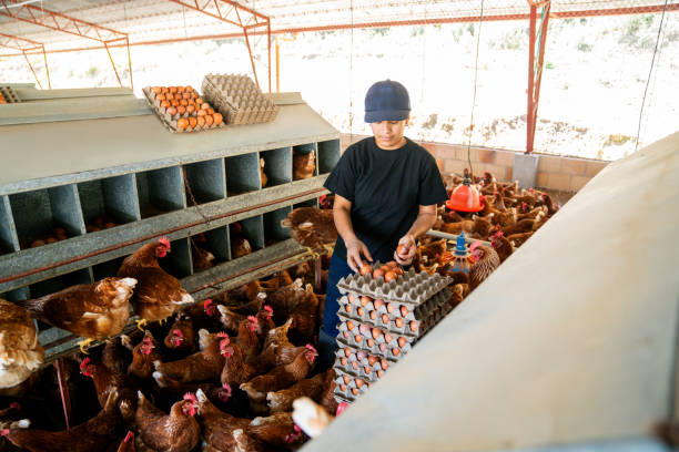 istock Farm worker collecting eggs at a poultry farm 2182380077