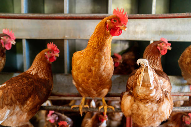 Close-up on chickens at a poultry farm - food industry concepts
