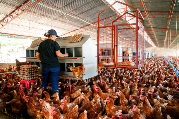 istock Woman collecting eggs at a poultry farm 2182380094