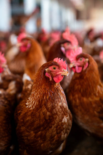 Close-up on a beautiful brown chicken at a poultry farm