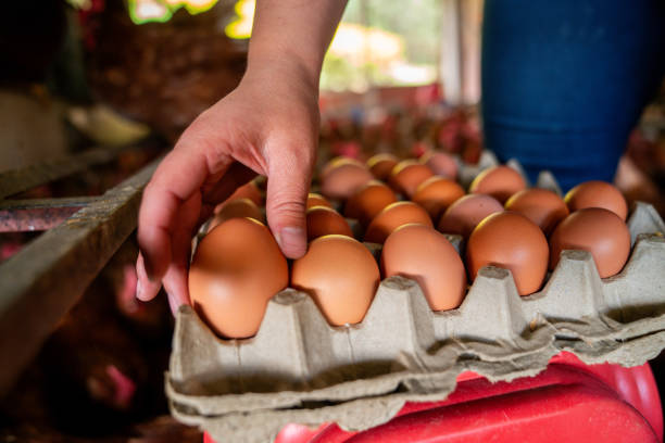 istock Farm worker collecting eggs at a poultry farm 2182380096
