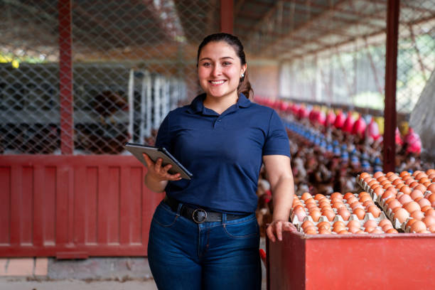 Woman working at a poultry farm collecting eggs
