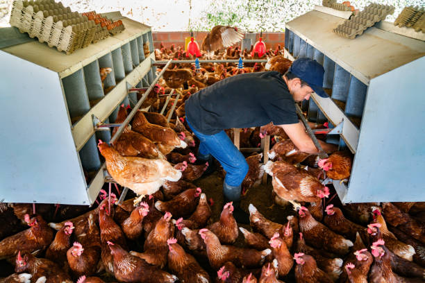 Latin American farmer working at a poultry farm collecting eggs from the chickens - food industry concepts