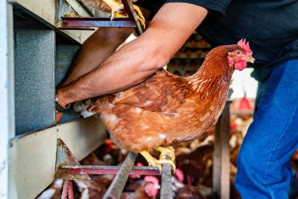 istock Close-up on a man working at a poultry farm collecting eggs 2182380130