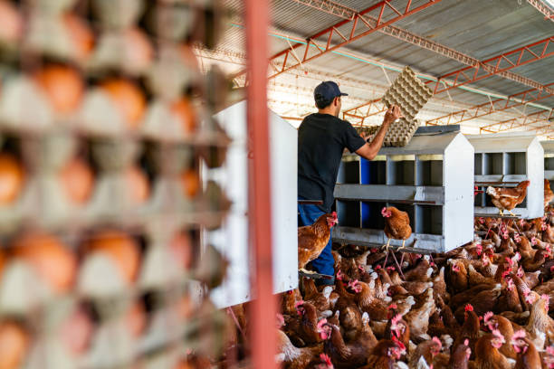 istock Farmer working at a poultry farm collecting eggs 2182380133
