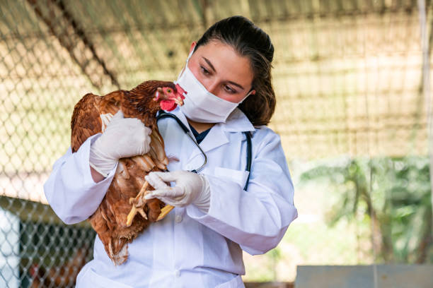 istock Veterinarian examining a chicken at a poultry farm 2182380152