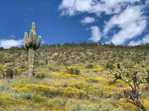 istock Arizona Landscape with Cactus 2182380968